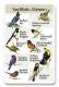 Yardbirds-Western SongCard.jpg